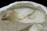 Three, Large Rooted Mosasaur Teeth In Rock - Morocco #115781-2